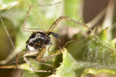  Oxyopes nigripalpis Kulczynski in Chyzer & Kulczynski, 1891