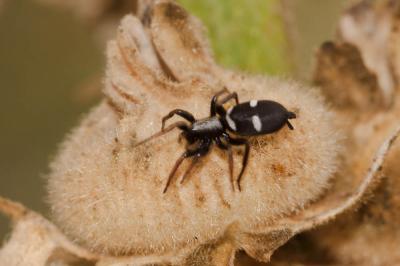  Aphantaulax trifasciata (O. Pickard-Cambridge, 1872)