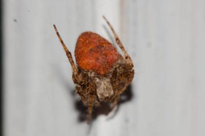  Neoscona subfusca (C.L. Koch, 1837)