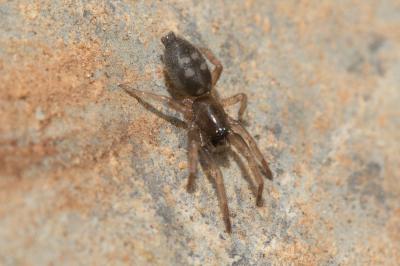  Phaeocedus braccatus (L. Koch, 1866)
