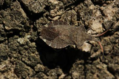 Enoplops scapha (Fabricius, 1794)