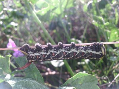 Sphinx du Liseron (Le) Agrius convolvuli (Linnaeus, 1758)
