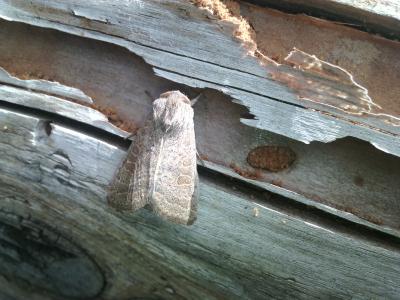 Orthosie gracile (L') Orthosia gracilis (Denis & Schiffermüller, 1775)
