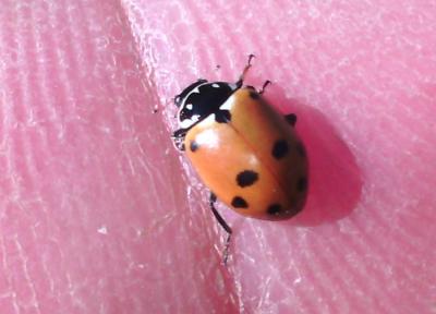 Coccinelle des friches Hippodamia variegata (Goeze, 1777)