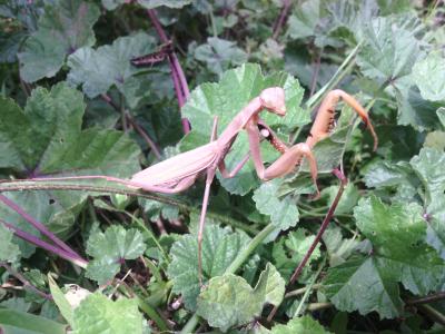 Mante religieuse Mantis religiosa (Linnaeus, 1758)