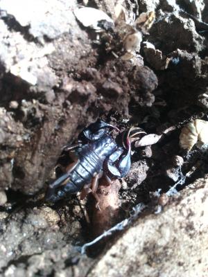 Euscorpius flavicaudis (De Geer, 1778)