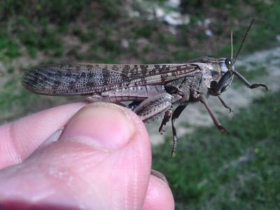 Criquet cendré Locusta cinerascens (Fabricius, 1781)
