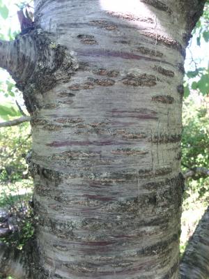 Merisier vrai, Cerisier des bois Prunus avium (L.) L., 1755