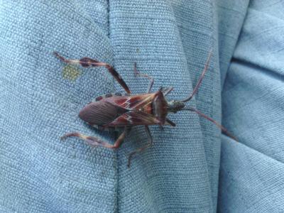 Punaise americaine du pin, Punaise du pin, Leptogl Leptoglossus occidentalis Heidemann, 1910