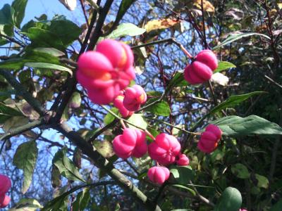 Bonnet-d'évêque Euonymus europaeus L., 1753