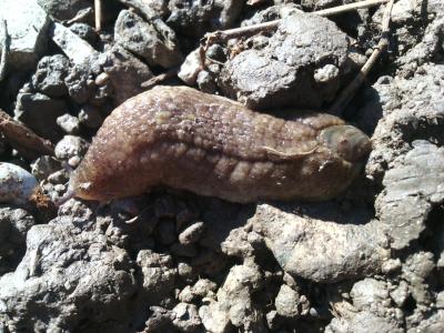 Testacelle commune Testacella haliotidea Draparnaud, 1801