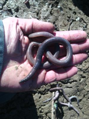  Lumbricus Linnaeus, 1758