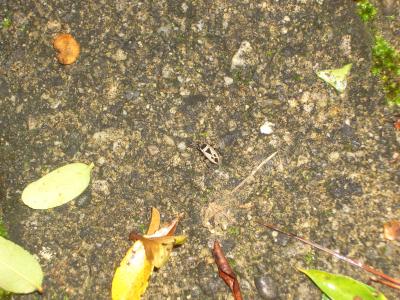  Xanthochilus minusculus (Reuter, 1885)