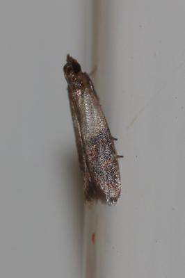  Plodia interpunctella (Hübner, 1813)