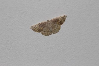 Stéganie du peuplier (La) Stegania trimaculata (Villers, 1789)