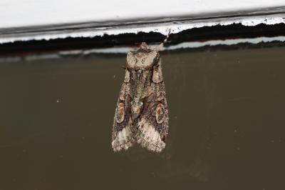 Aubépinière (L') Allophyes oxyacanthae (Linnaeus, 1758)