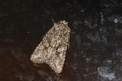 Jaspe vert (Le) Dryobotodes eremita (Fabricius, 1775)