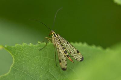  Panorpa germanica Linnaeus, 1758