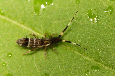 Orchesella cincta (Linnaeus, 1758)