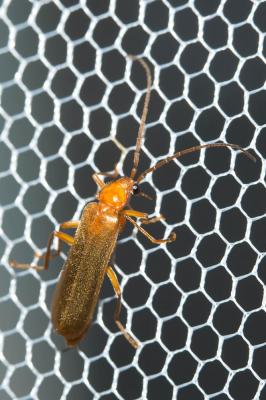  Rhagonycha translucida (Krynicki, 1832)