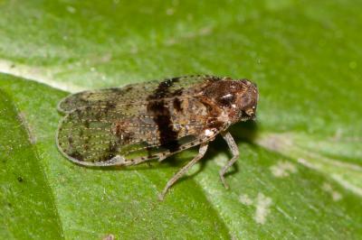  Cixius Latreille, 1804