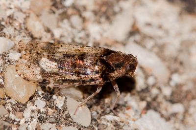  Cixius Latreille, 1804