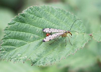  Panorpa germanica Linnaeus, 1758