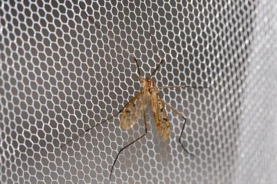  Metalimnobia quadrinotata (Meigen, 1818)