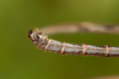 Pedicia rivosa (Linnaeus, 1758)