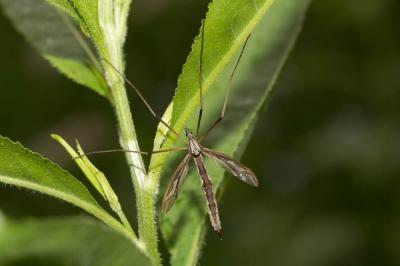  Pedicia rivosa (Linnaeus, 1758)