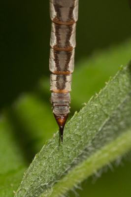  Pedicia rivosa (Linnaeus, 1758)