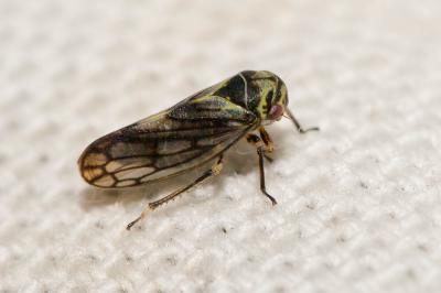  Oncopsis carpini (Sahlberg, 1871)