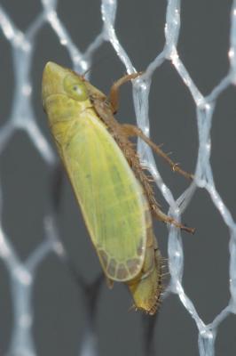  Arthaldeus striifrons (Kirschbaum, 1868)