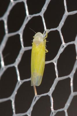  Edwardsiana avellanae (Edwards, 1888)