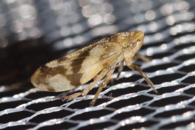 Philène spumeuse Philaenus spumarius (Linnaeus, 1758)