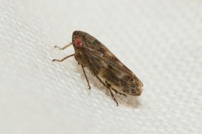  Euscelidius schenckii (Kirschbaum, 1868)