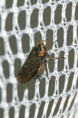  Euscelis incisus (Kirschbaum, 1858)