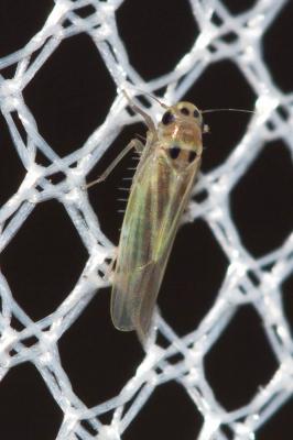  Hauptidia provincialis (Ribaut, 1931)