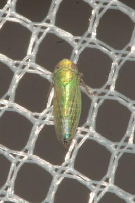  Aconurella prolixa (Lethierry, 1885)
