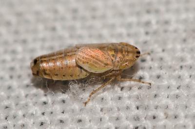  Doratura homophyla (Flor, 1861)