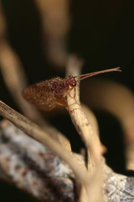  Micromus angulatus (Stephens, 1836)