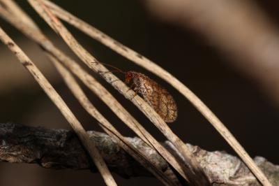  Micromus angulatus (Stephens, 1836)