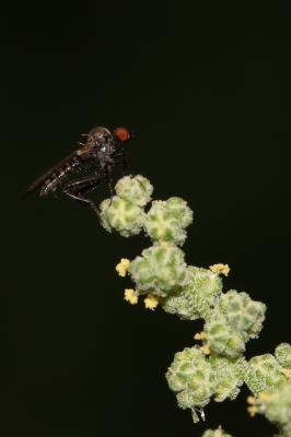  Hybos culiciformis (Fabricius, 1775)