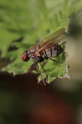  Coenosia tigrina (Fabricius, 1775)