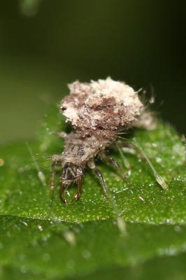  Chrysopidae Schneider, 1851