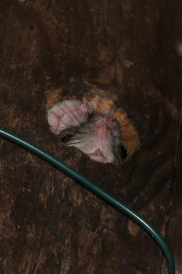 Loir gris, Loir Glis glis (Linnaeus, 1766)