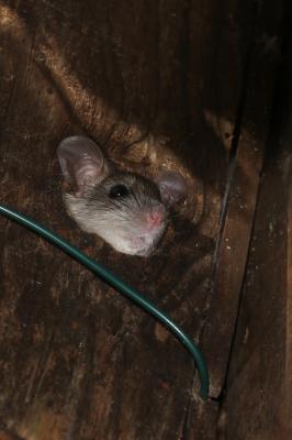 Loir gris, Loir Glis glis (Linnaeus, 1766)