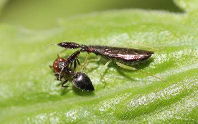  Heterotoma planicornis (Pallas, 1772)