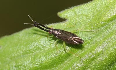  Heterotoma planicornis (Pallas, 1772)