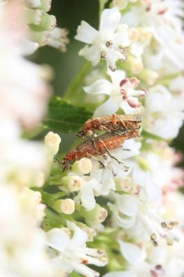Téléphore fauve Rhagonycha fulva (Scopoli, 1763)